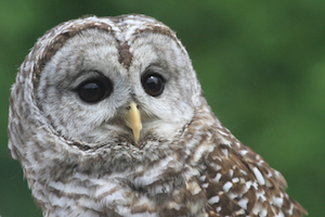 <i>Podcast: Bainbridge Outdoors:</i> <br>Owls, raptors, opossums and more at West Sound Wildlife Shelter