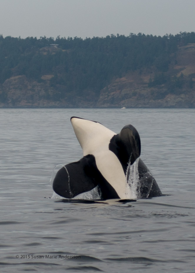 <i>Podcast: What’s Up Bainbridge:</i> <br>Learn about our local Orca whales at Friday lunchtime talk