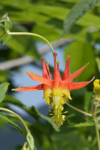 Red Columbine; photo by Paul Brians