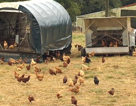 <i>Podcast: Tastes of Bainbridge: </i><br>A Visit with the Chickens of Heyday Farm