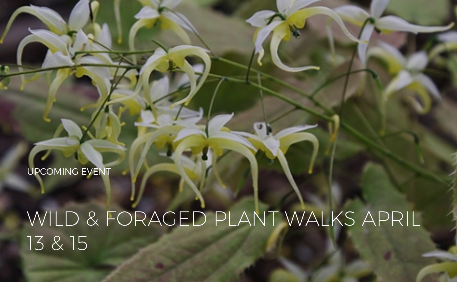 <i>Podcast: What’s Up Bainbridge:</i> <br>Go foraging on a guided plant walk at Bloedel Reserve this month