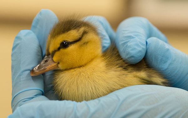 <b>Bainbridge Author Amanda Mander’s new book features Westsound Wildlife Shelter</b>