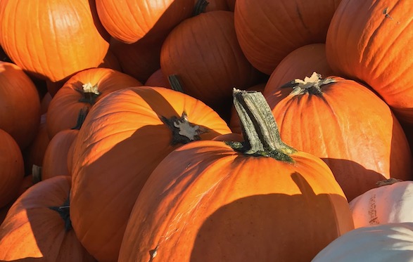 What about those pumpkin stems?