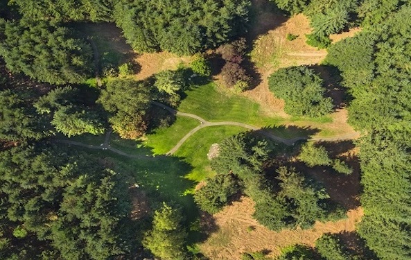 The Moritani Preserve ~ A Climate-Resilient Forest on Bainbridge Island